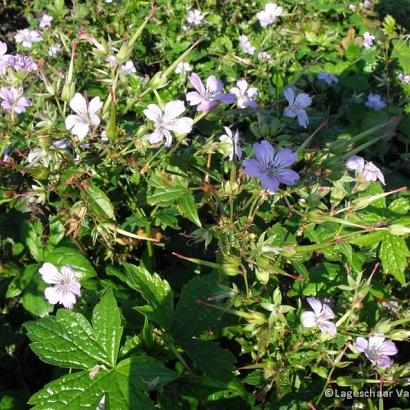 Geranium nodosum