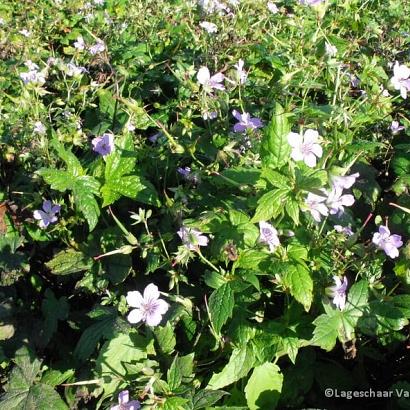 Geranium nodosum