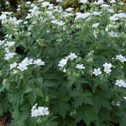 Geranium phaeum 'Album'