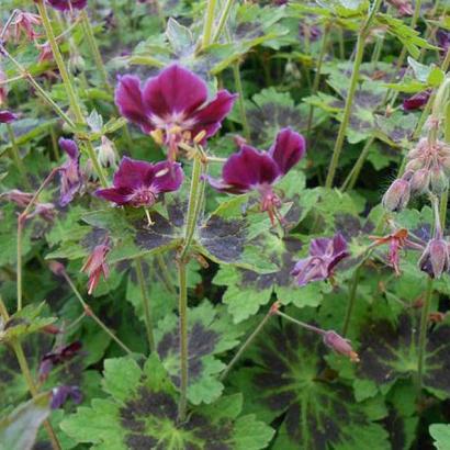 Geranium phaeum 'Samobor'