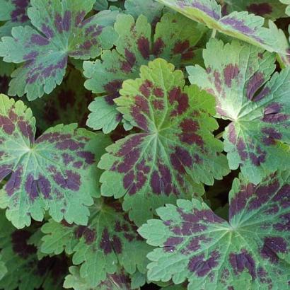 Geranium phaeum 'Samobor'