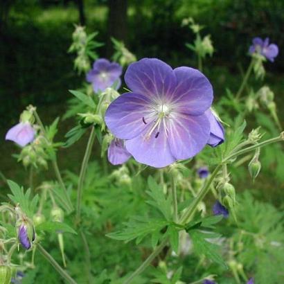 Geranium pratense