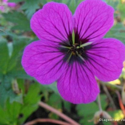 Geranium psilostemon