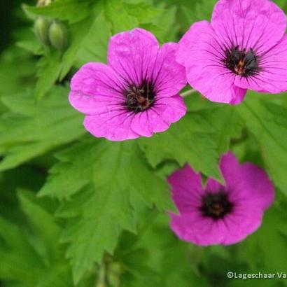 Geranium psilostemon