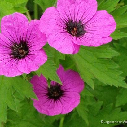 Geranium psilostemon