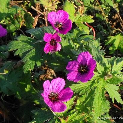 Geranium psilostemon