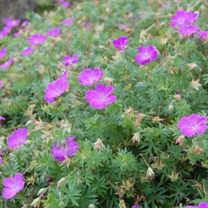 Geranium sanguineum