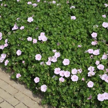 Geranium sanguineum striatum