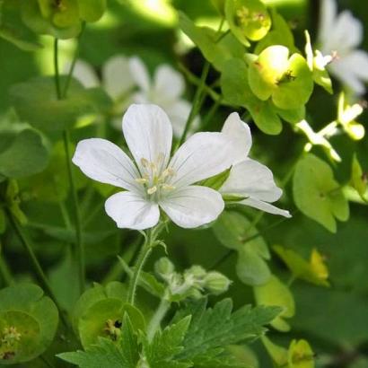 Geranium sylv. 'Album'