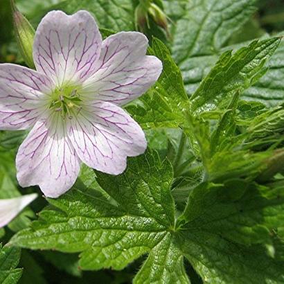 Geranium versicolor