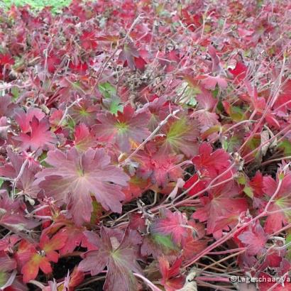 Geranium wlassovianum