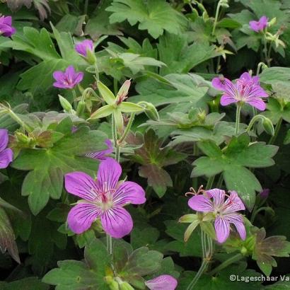 Geranium wlassovianum