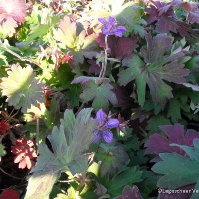 Geranium wlassovianum