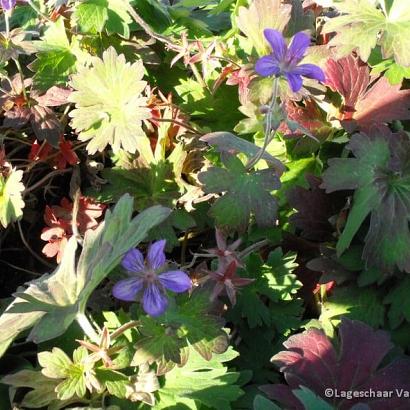 Geranium wlassovianum