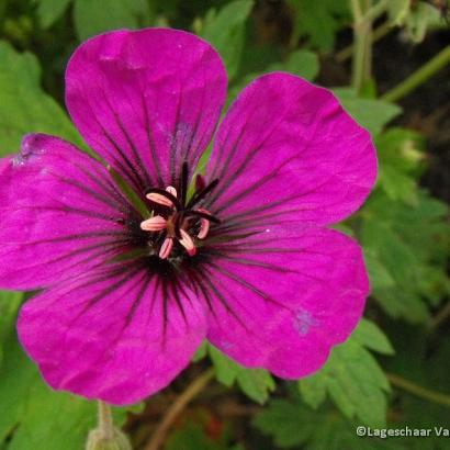 Geranium 'Anne Thomson'