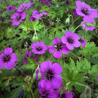 Geranium 'Anne Thomson'