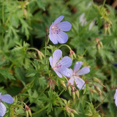 Geranium 'Blue Cloud'