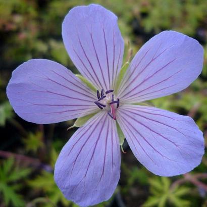 Geranium 'Blue Cloud'