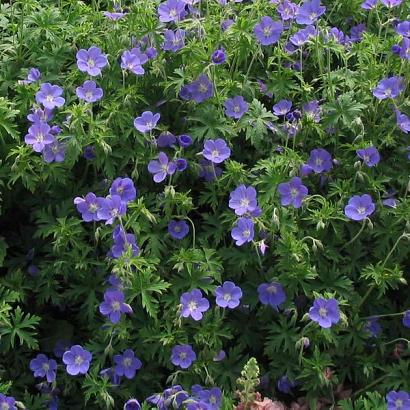 Geranium 'Brookside'