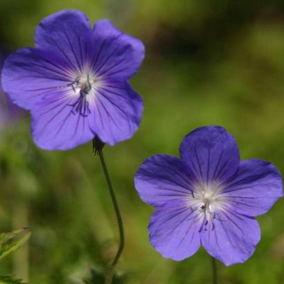 Geranium 'Brookside'