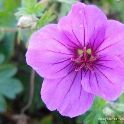 Geranium 'Dilys'