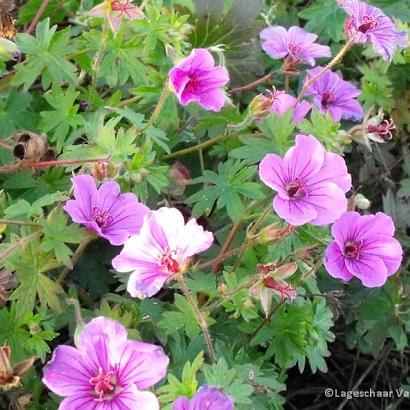 Geranium 'Dilys'