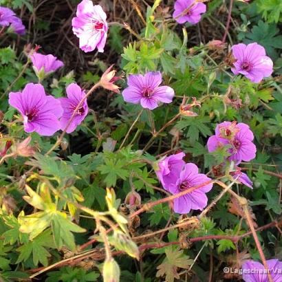 Geranium 'Dilys'