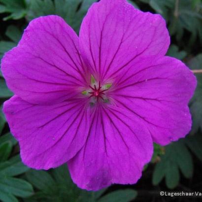 Geranium 'Kahn'