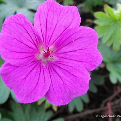 Geranium 'Kahn'