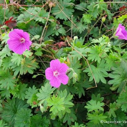 Geranium 'Kahn'