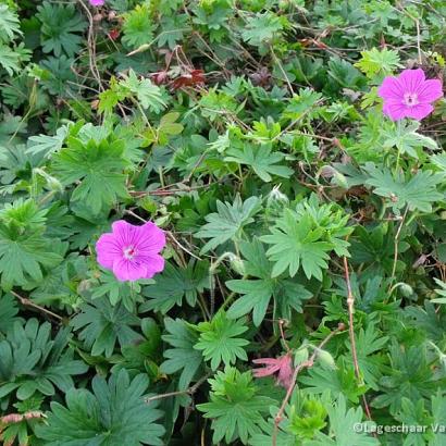 Geranium 'Kahn'