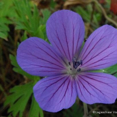 Geranium 'Nimbus'