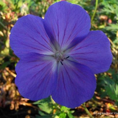 Geranium 'Orion'