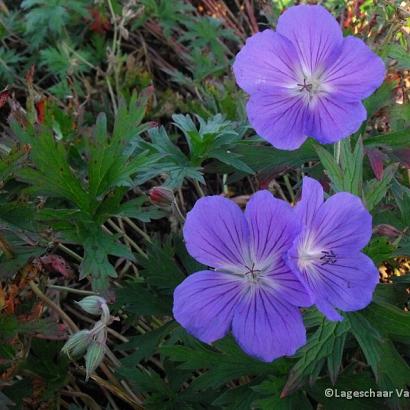 Geranium 'Orion'