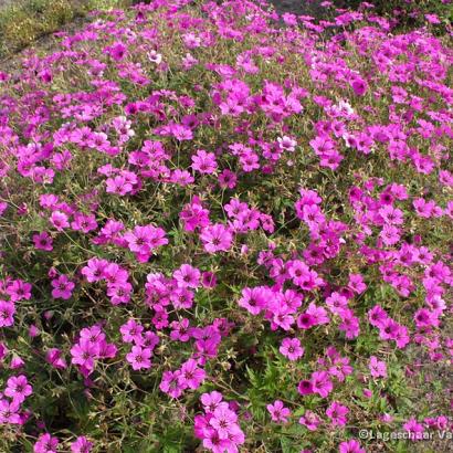 Geranium 'Patricia'