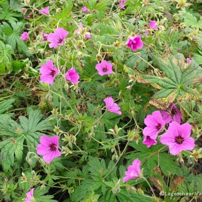 Geranium 'Patricia'