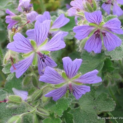 Geranium 'Philippe Vapelle'