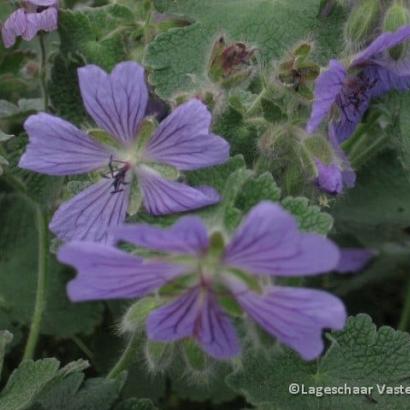 Geranium 'Philippe Vapelle'