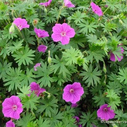 Geranium 'Tiny Monster'