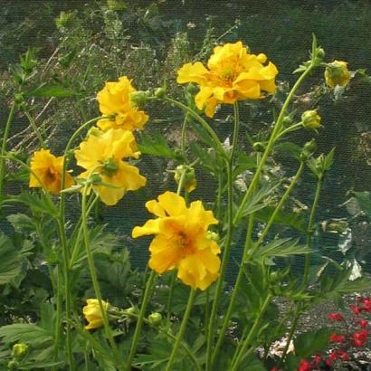 Geum chiloense 'Lady Stratheden'