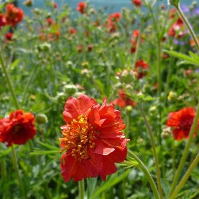 Geum chiloense 'Mrs Bradshaw'