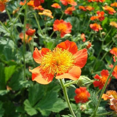 Geum coccineum 'Borisii'