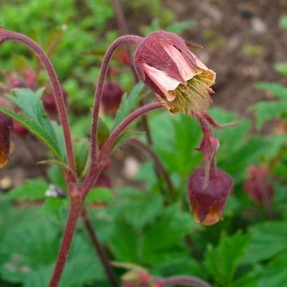 Geum rivale