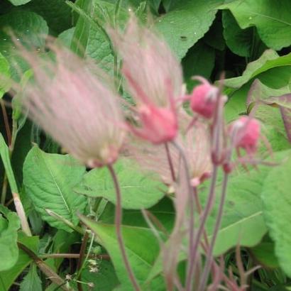 Geum triflorum