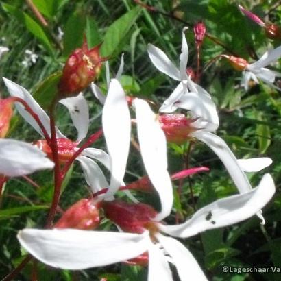 Gillenia trifoliata