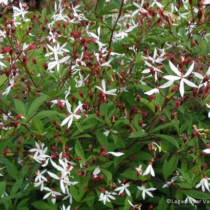 Gillenia trifoliata