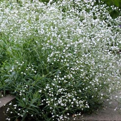 Gypsophila paniculata