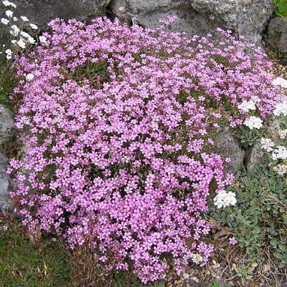 Gypsophila repens 'Rosea'