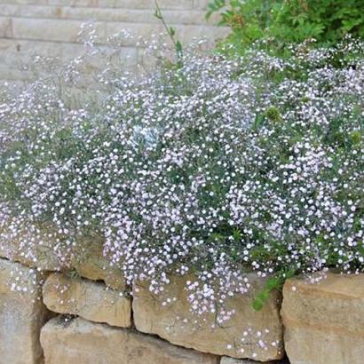 Gypsophila 'Rosenschleier'