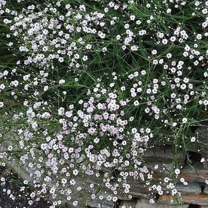 Gypsophila 'Rosenschleier'